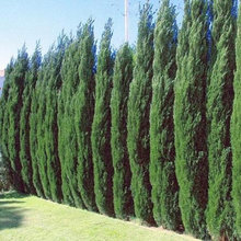 Landscaping - plants