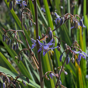 Planting Detail