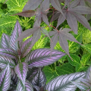 Summer Annuals
