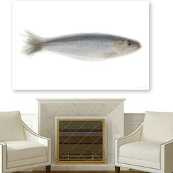 Sardine Artwork - Fine Art Prints
