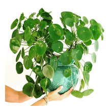House Plants