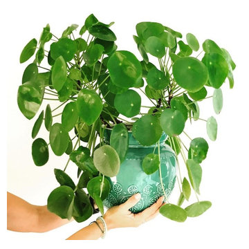 Our grown up Pilea Peperomioides