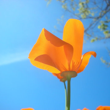 California Native Plants