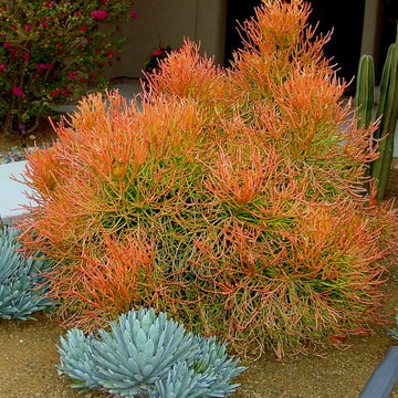 Succulents