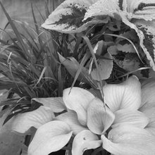 Container Gardening