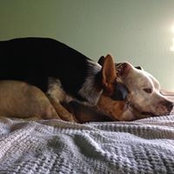 Luis Herrera's photo