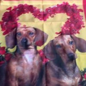 Foto de Pam Collum
