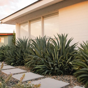 Desert Fern