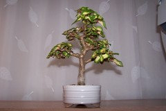 Coleus Bonsai | Houzz Forum