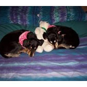 Foto von Carrie Bear