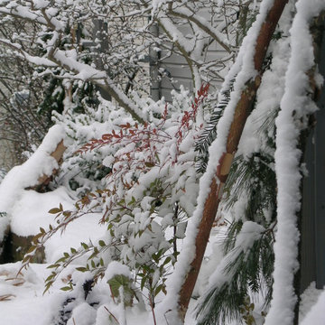 Winter In The Garden