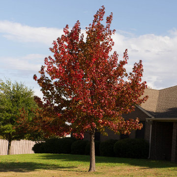 Red Oak Tree