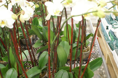 orchids