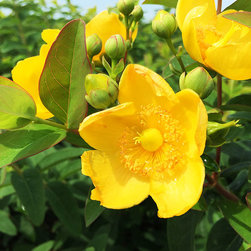 Featured Plants - Products