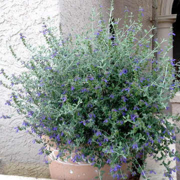 Southwestern Plants