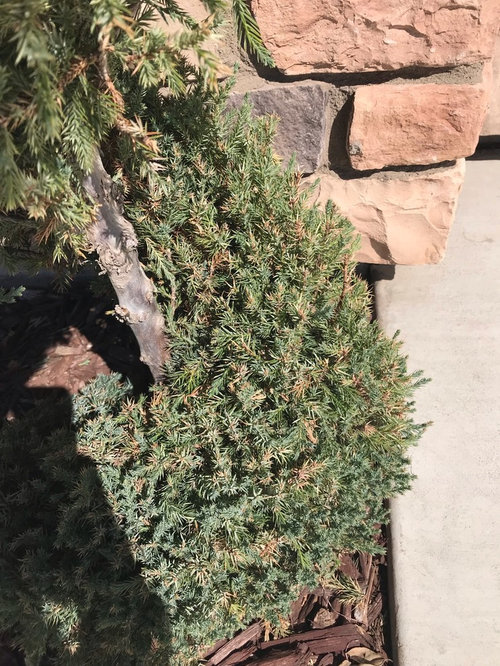blue point junipers turning brown