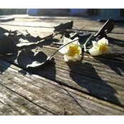 Nilgün Çakır Güngör's photo