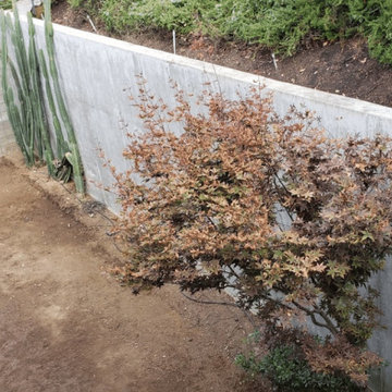 Backyard Renovation | Los Angeles
