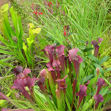 Pitcher Plant! These eat bugs