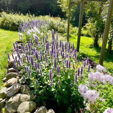 Plantering vid rosenpergola