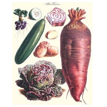 Vegetables; Raddish, Cabbage, Potato, and Cucumber- Canvas Poster 20" x 30"