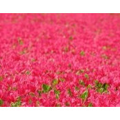 Pamela Eck's photo