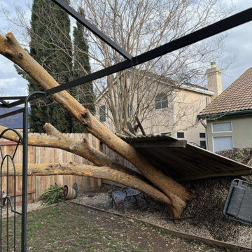 Tree Tech Services