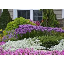FLOWER IDEAS/LANDSCAPE