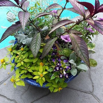 Container Gardens-Randolph