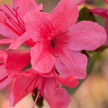 Encore Azalea Autumn Cheer™