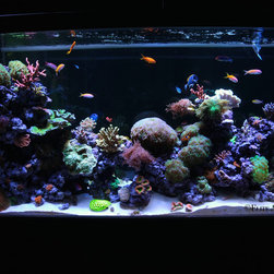 300 Gallon Reef Aquarium - Fish Supplies