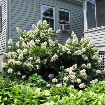 Hydrangea Festival Contest