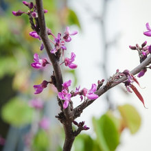 Landscape flora