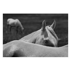 Douglas Page Photographic Arts - Horses Bw, Canvas Giclee - Fine Art Prints