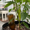 Hot banana peppers