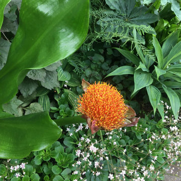 A plant lover's paradise