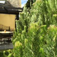 Hedge screen