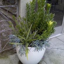 Landscape- Container Gardens