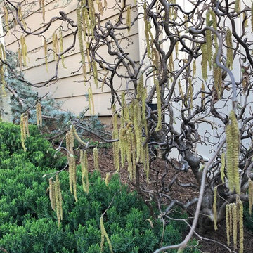 Asian-Inspired Courtyard Garden