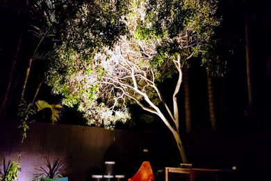Bondi garden shot at night.