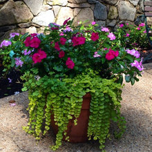 Flower Pots