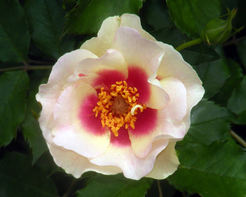 Spring flush roses! | Houzz Forum