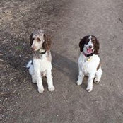 David Finer's photo