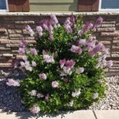 Brenda Leontaritis's photo