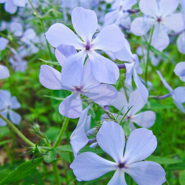Wild Blue Phlox