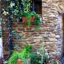 Potted Plants