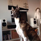 Nikola Jugovic's photo