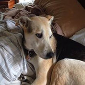 Dawn Wehrstein Boyle's photo