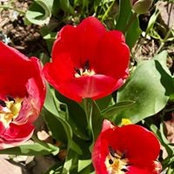 Summer Bradshaw's photo