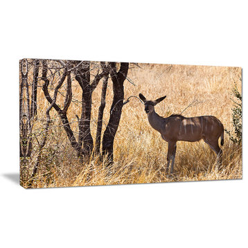 Grants Gazelle Standing in Long Grass, Animal Canvas Art Print, 32"x16"